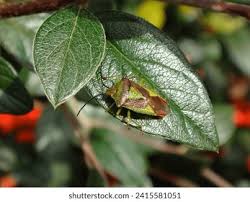 Attēlu rezultāti vaicājumam “Acanthosoma haemorrhoidale imago”