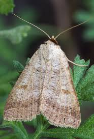 Attēlu rezultāti vaicājumam “Lygephila viciae”