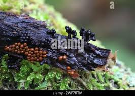 Attēlu rezultāti vaicājumam “Metatrichia floriformis spores”