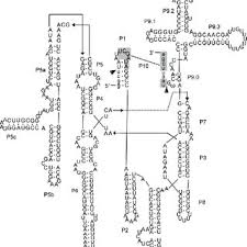 Attēlu rezultāti vaicājumam “Colloderma robustum macro”