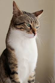 Attēlu rezultāti vaicājumam “Felis silvestris catus adult”