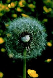 Attēlu rezultāti vaicājumam “Taraxacum officinale aggr. fruit”