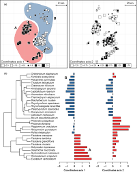 Attēlu rezultāti vaicājumam “Didymodon tophaceus sporophyte”