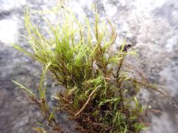 Attēlu rezultāti vaicājumam “Ditrichum flexicaule”