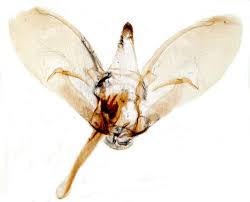 Attēlu rezultāti vaicājumam “Mecyna flavalis”