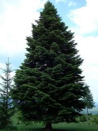 Attēlu rezultāti vaicājumam “Abies alba”