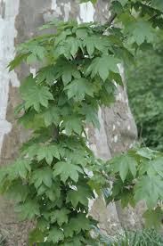 Attēlu rezultāti vaicājumam “Kalopanax septemlobus”