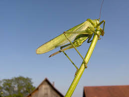 Attēlu rezultāti vaicājumam “Tettigoniodea”