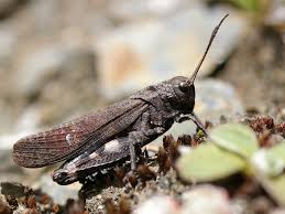 Attēlu rezultāti vaicājumam “Psophus stridulus”