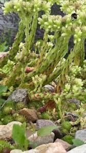 Attēlu rezultāti vaicājumam “Jovibarba globifera flower”