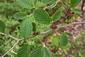 Attēlu rezultāti vaicājumam “Hamamelis vernalis leaf”