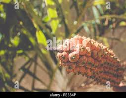 Attēlu rezultāti vaicājumam “Carex arenaria  fruit”