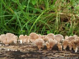 Attēlu rezultāti vaicājumam “Schizophyllum commune”