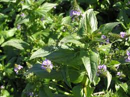 Attēlu rezultāti vaicājumam “Veronica anagallis-aquatica leaf”