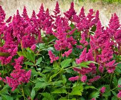 Attēlu rezultāti vaicājumam “Astilbe chinensis”