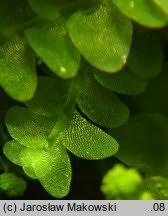 Attēlu rezultāti vaicājumam “Calypogeia muelleriana”