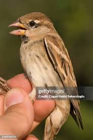 Image result for Passer hispaniolensis