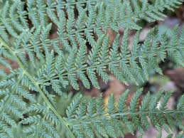 Attēlu rezultāti vaicājumam “Athyrium filix-femina”