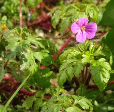 Attēlu rezultāti vaicājumam “Geranium robertianum flower”
