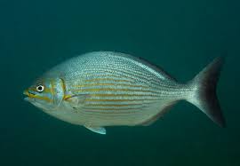 Image result for Kyphosus