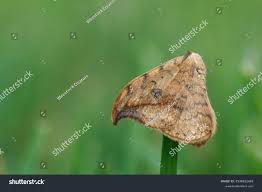 Attēlu rezultāti vaicājumam “Drepana falcataria”