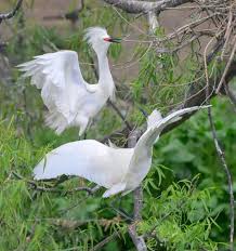 Image result for Egretta thula