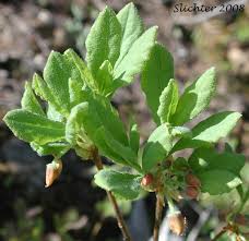 Attēlu rezultāti vaicājumam “Menziesia ferruginea”