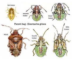 Attēlu rezultāti vaicājumam “Elasmucha grisea”