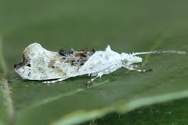 Attēlu rezultāti vaicājumam “Ypsolopha asperella”