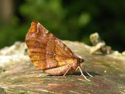 Attēlu rezultāti vaicājumam “Selenia dentaria”