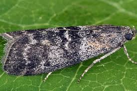 Attēlu rezultāti vaicājumam “Sciota fumella”