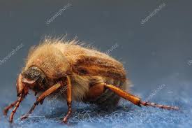 Attēlu rezultāti vaicājumam “Amphimallon solstitiale imago”