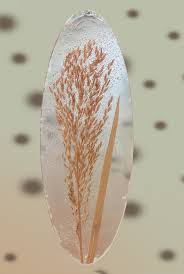 Attēlu rezultāti vaicājumam “Glyceria maxima fruit”