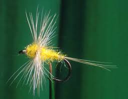 Attēlu rezultāti vaicājumam “Heptagenia sulphurea female”