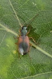 Attēlu rezultāti vaicājumam “Anchomenus dorsalis”