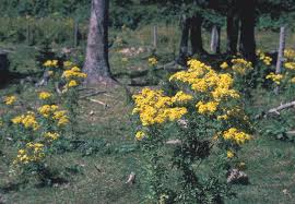 Attēlu rezultāti vaicājumam “Jacobaea vulgaris leaf”