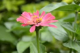 Image result for Zinnia violacea