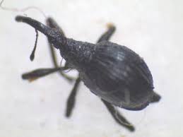 Attēlu rezultāti vaicājumam “Apion sp.”