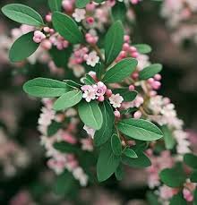 Attēlu rezultāti vaicājumam “Cotoneaster divaricatus fruit”