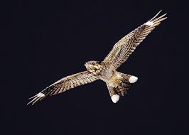 Attēlu rezultāti vaicājumam “Caprimulgus europaeus”