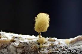 Attēlu rezultāti vaicājumam “Heterotrichia ferruginea (syn. Arcyria ferruginea) stalked”