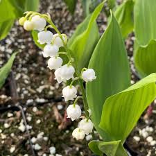 Attēlu rezultāti vaicājumam “Convallaria majalis flower”