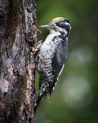 Attēlu rezultāti vaicājumam “Picoides tridactylus adult”