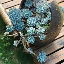 Attēlu rezultāti vaicājumam “Retinia resinella exuvia”