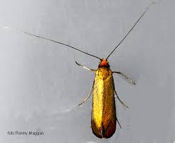 Attēlu rezultāti vaicājumam “Adela cuprella”