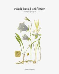 Attēlu rezultāti vaicājumam “Campanula persicifolia leaf”