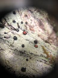 Attēlu rezultāti vaicājumam “Mycoblastus sanguinarius”