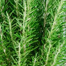 Image result for Rosmarin