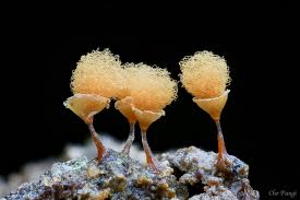 Attēlu rezultāti vaicājumam “Hemitrichia calyculata young”