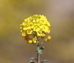 Attēlu rezultāti vaicājumam “Alyssum gmelinii”